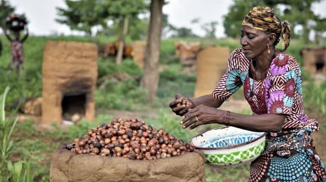 Woman sorting shea nuts on a farm